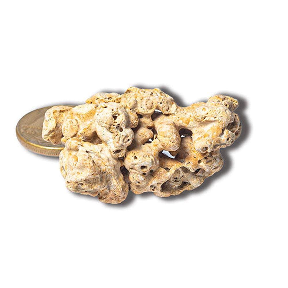 Coral Marinho Branco Pequeno Bruto Natural Para Coleção