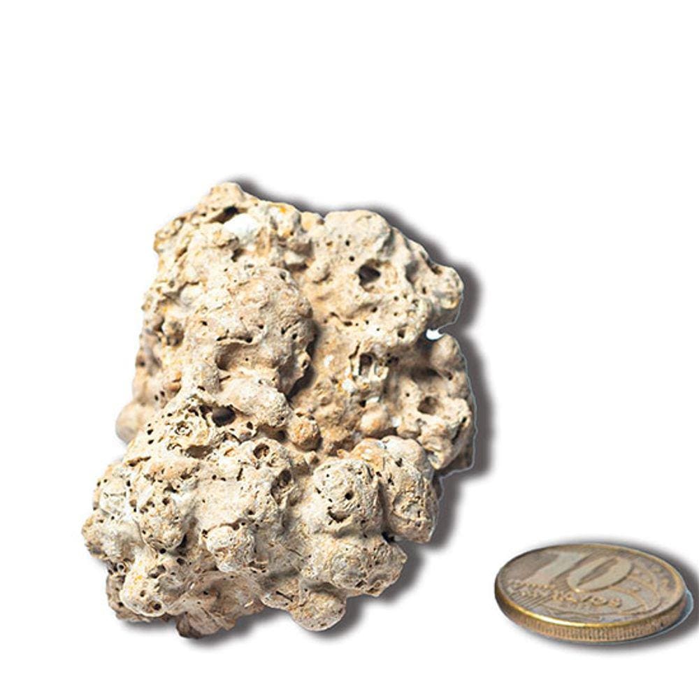 Coral Marinho Branco Médio Bruto Natural Para Coleção
