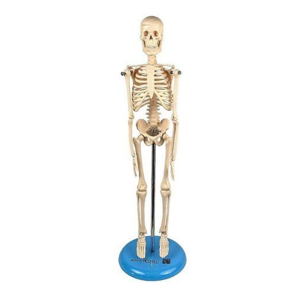 Esqueleto Humano 45 Cm Altura Articulado, Anatomia