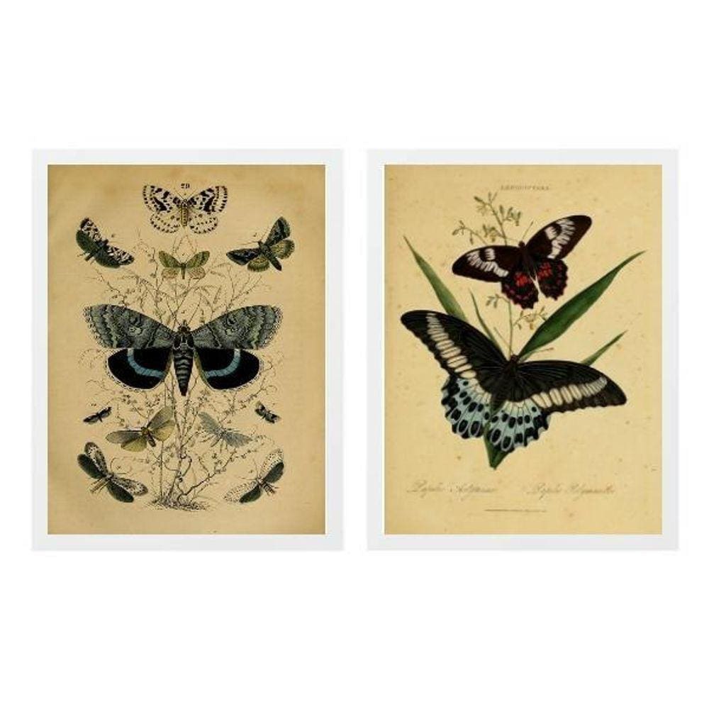Kit 2 Quadros Borboletas Retrô 45X34Cm