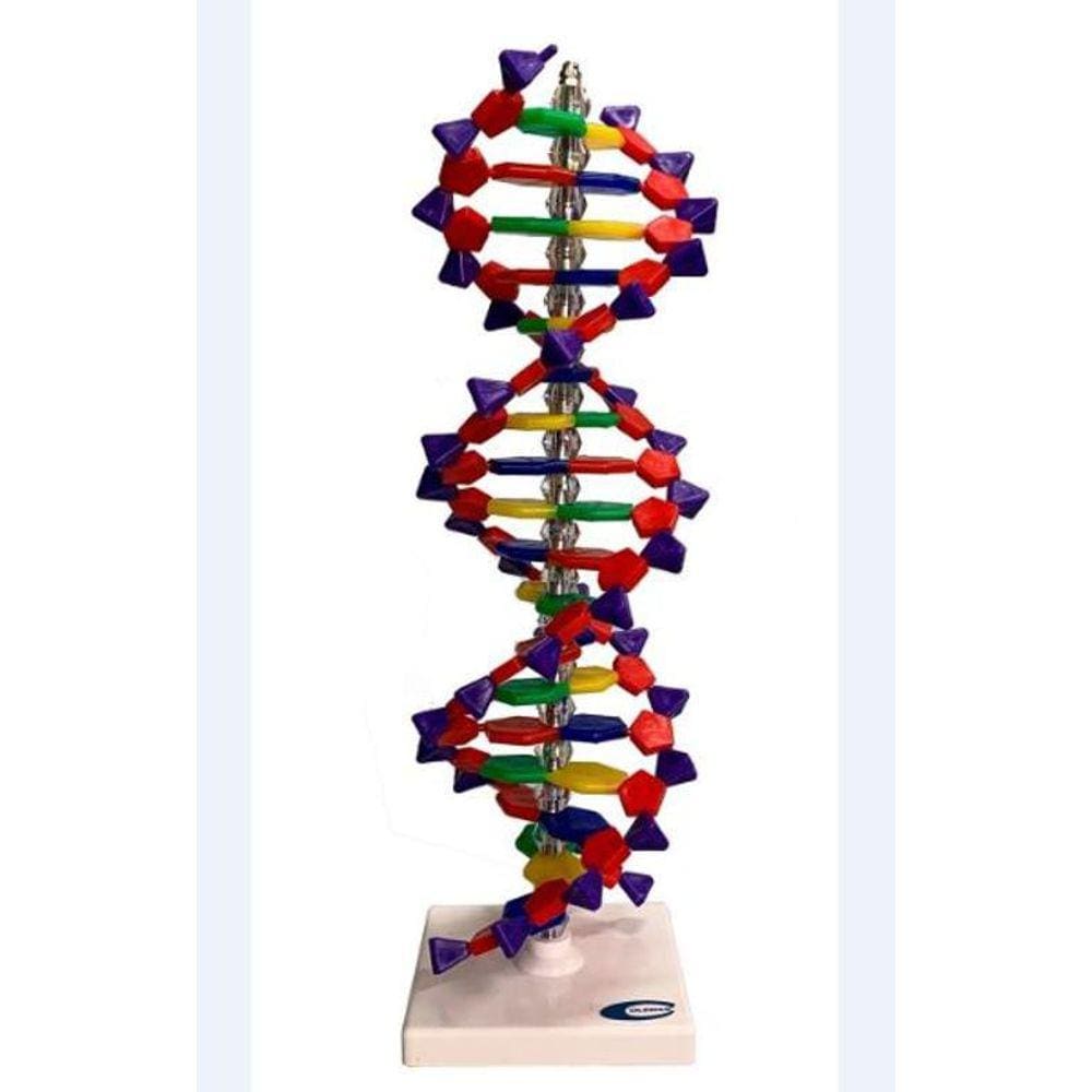 Dupla Hélice De Dna De 40Cm