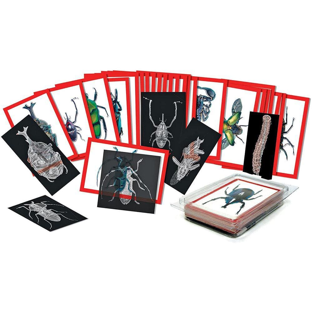 Roylco Insect X-Rays and Picture Cards Set, Multi (R-5912)