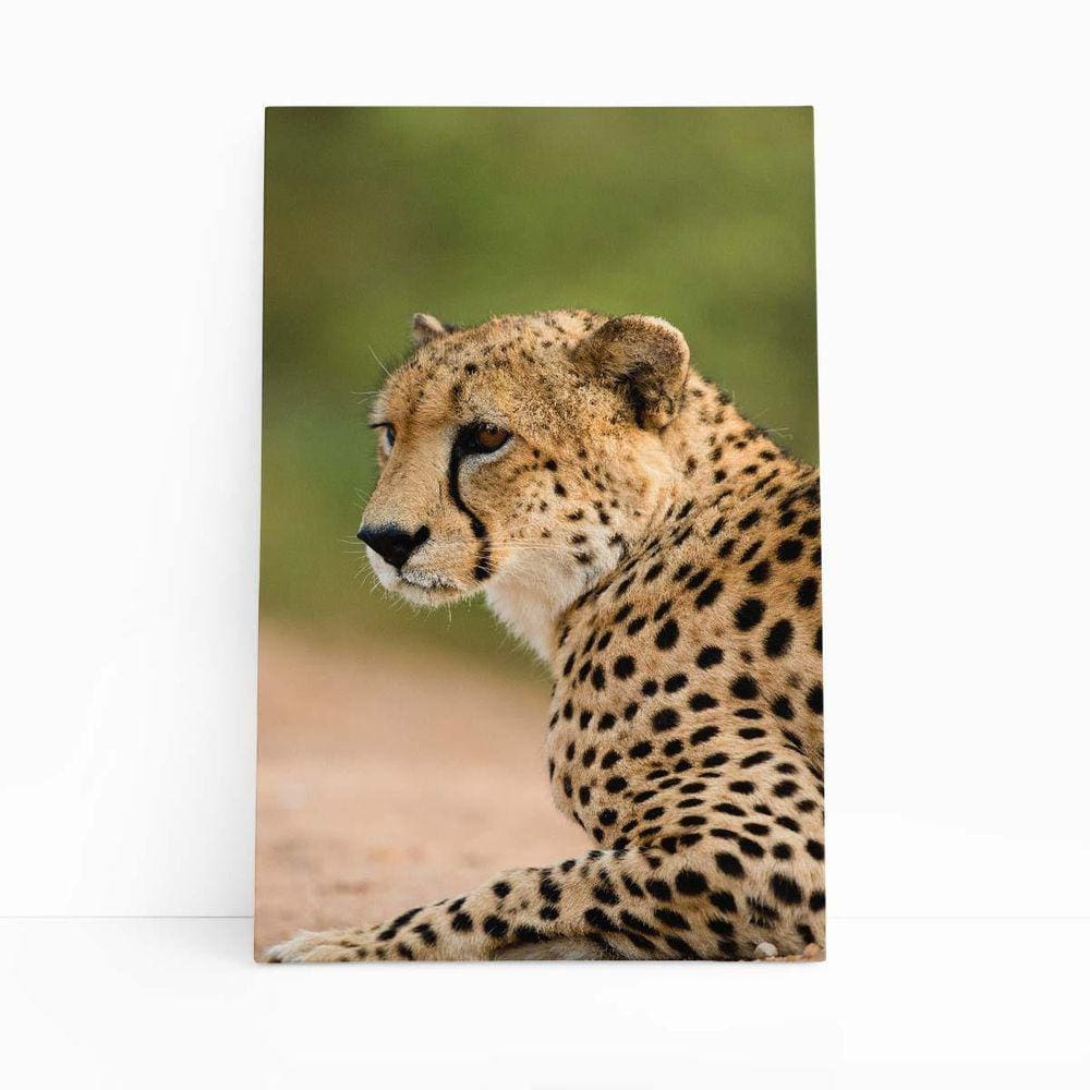 Guepardo Chita Animais Fotografia Quadro Canvas 60X40Cm