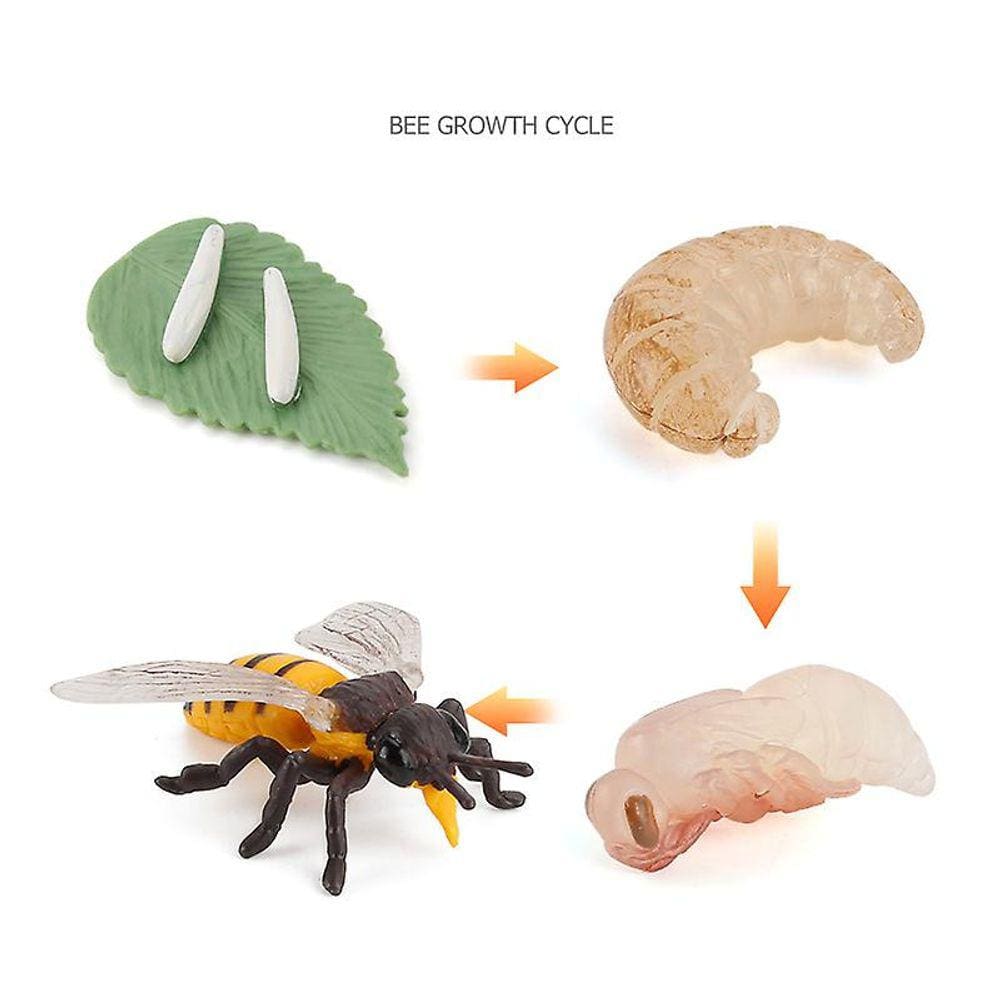 Modelo biológico do ciclo de crescimento animal, estágio de crescimento lifelik