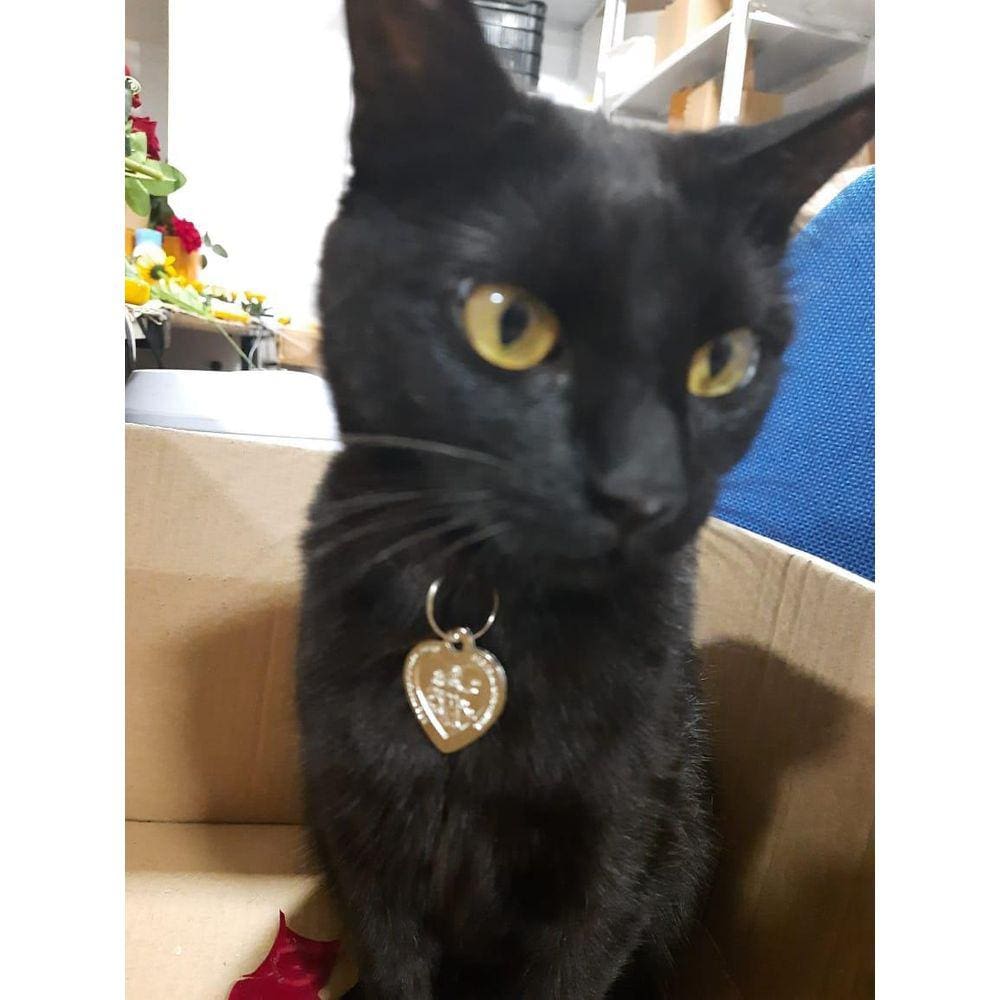 1 Medalha Pet Para Cães E Gatos São Francisco De Assis