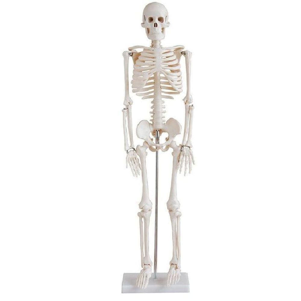 Esqueleto Humano 85 Cm Com Haste