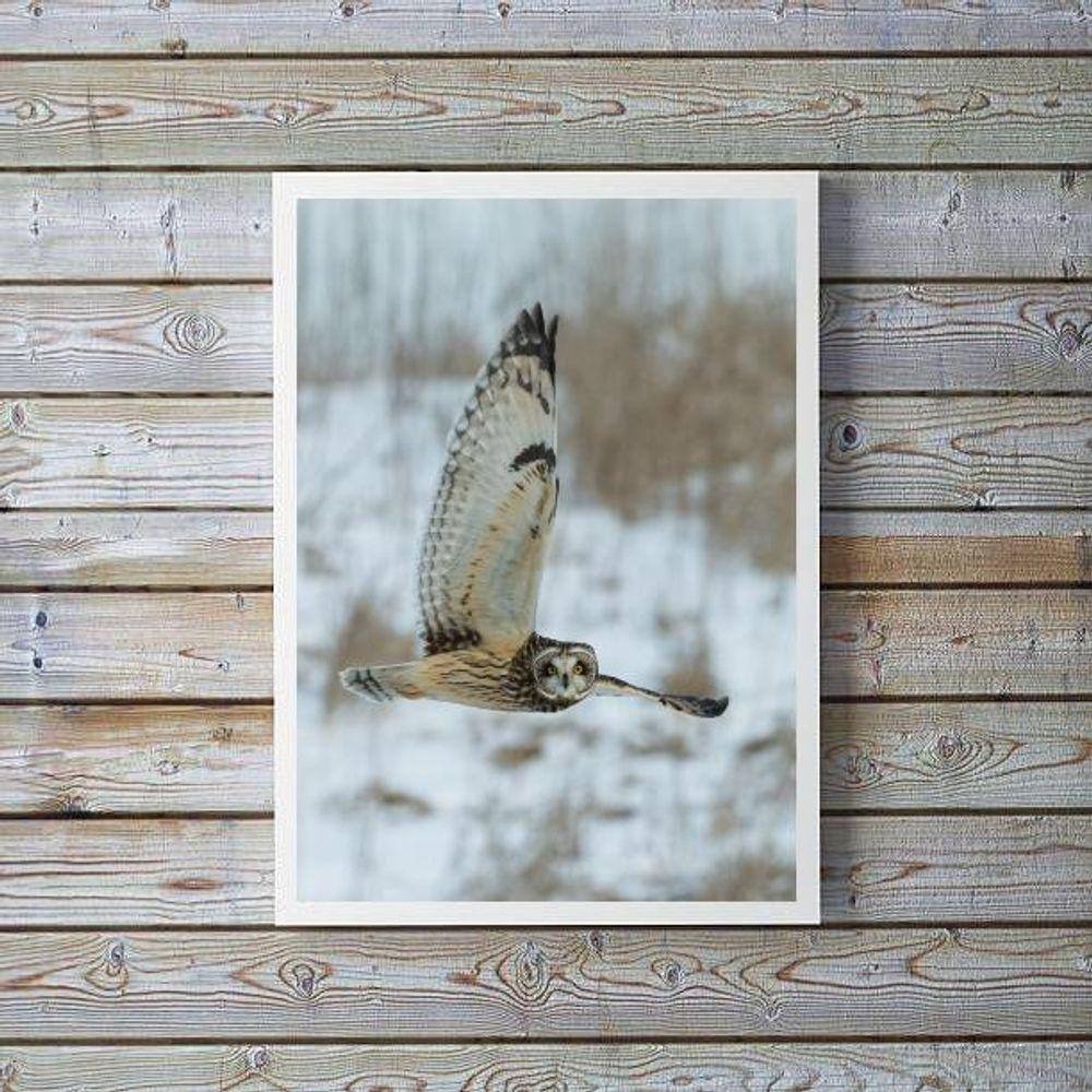 Quadro Decorativo Foto Coruja Voando 45X34Cm - Com Vidro