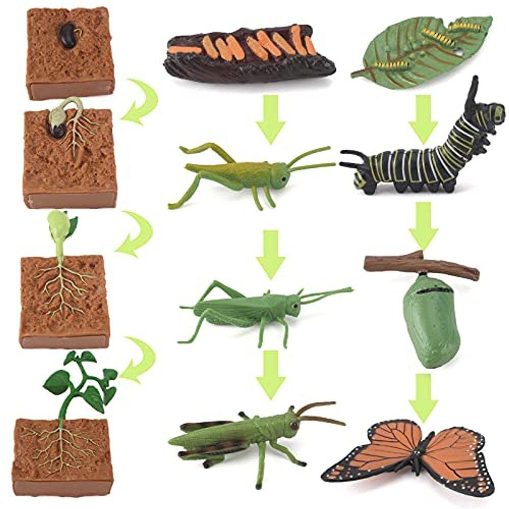 Ciclo de Vida Estatuetas Brinquedo Conjunto de Boletas Gafanhotos e Plantas Figuras Brinquedos Pré-escolares Kit Ciência e Brinquedos Auxiliares Educa