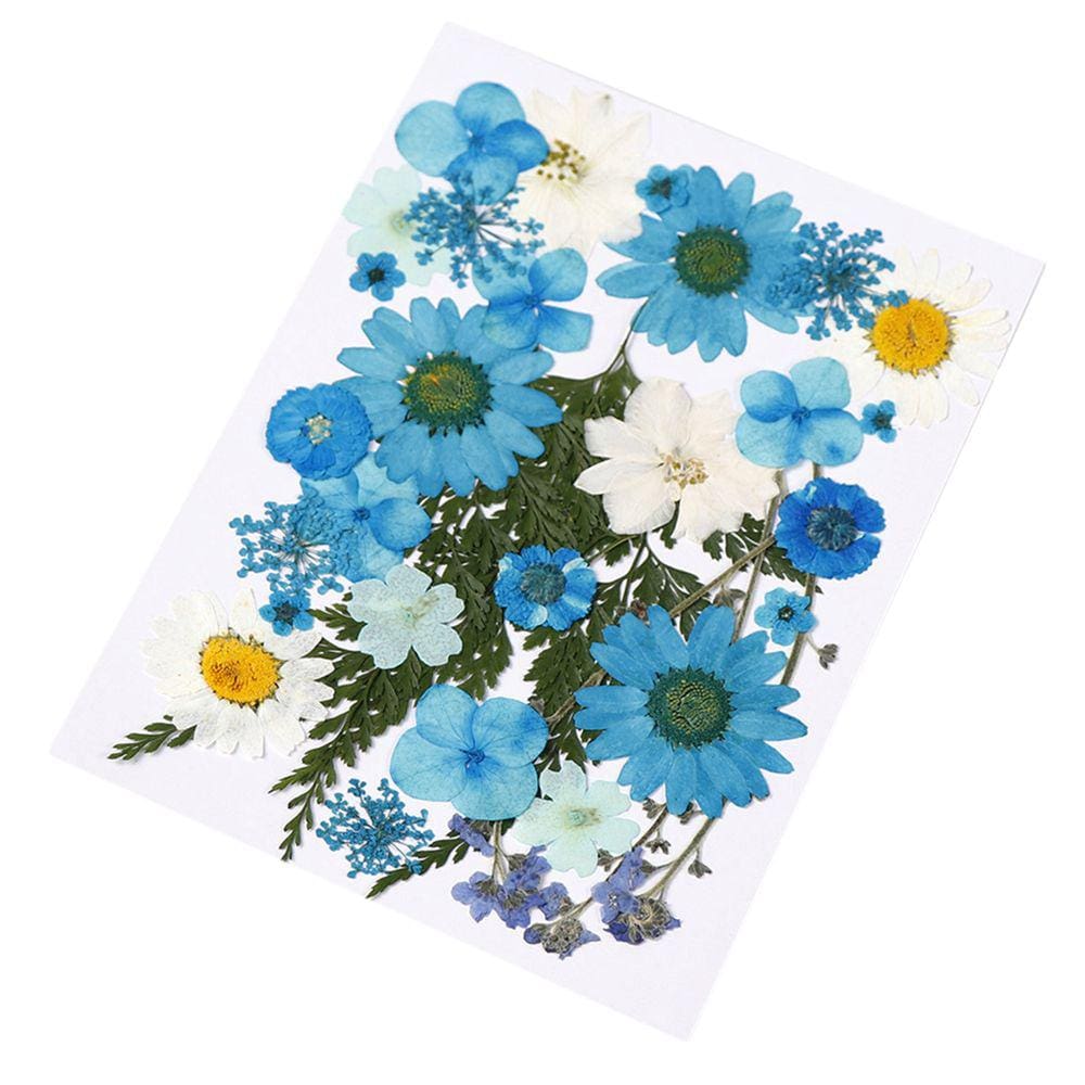 Paquetes De Hojas De Flores Secas De Prensa Real Para Resi