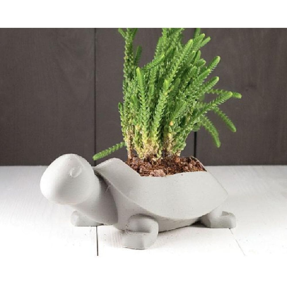 Vasinho Para Suculenta Formato Tartaruga