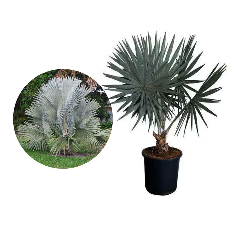 Muda de Palmeira Azul 20 a 40cm AMK - Plantas Online