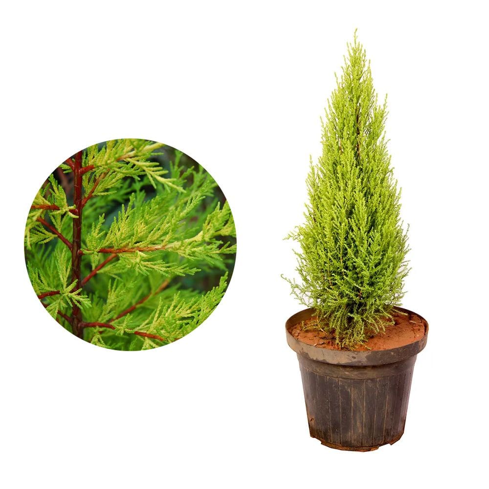 Muda de Tuia Limao 20 a 40cm AMK - Plantas Online