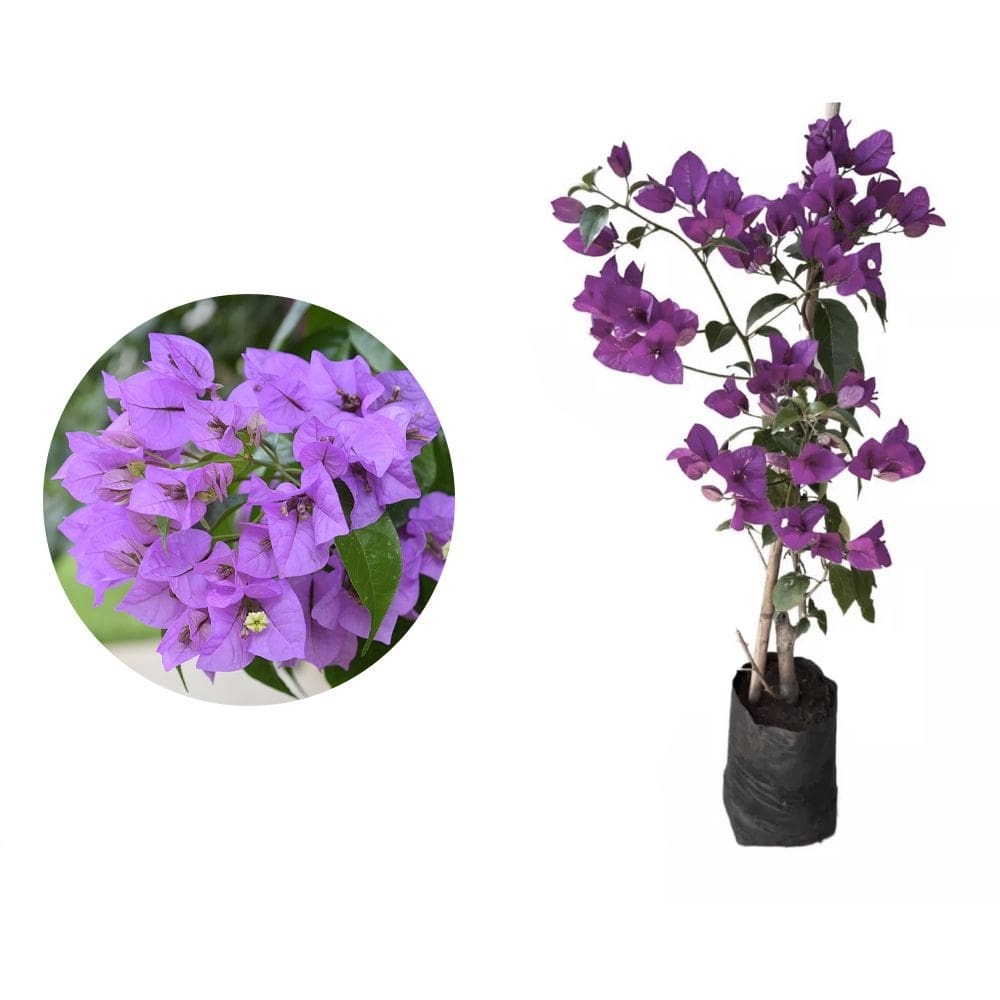 Muda de Primavera Roxa 20 a 40cm AMK - Plantas Online