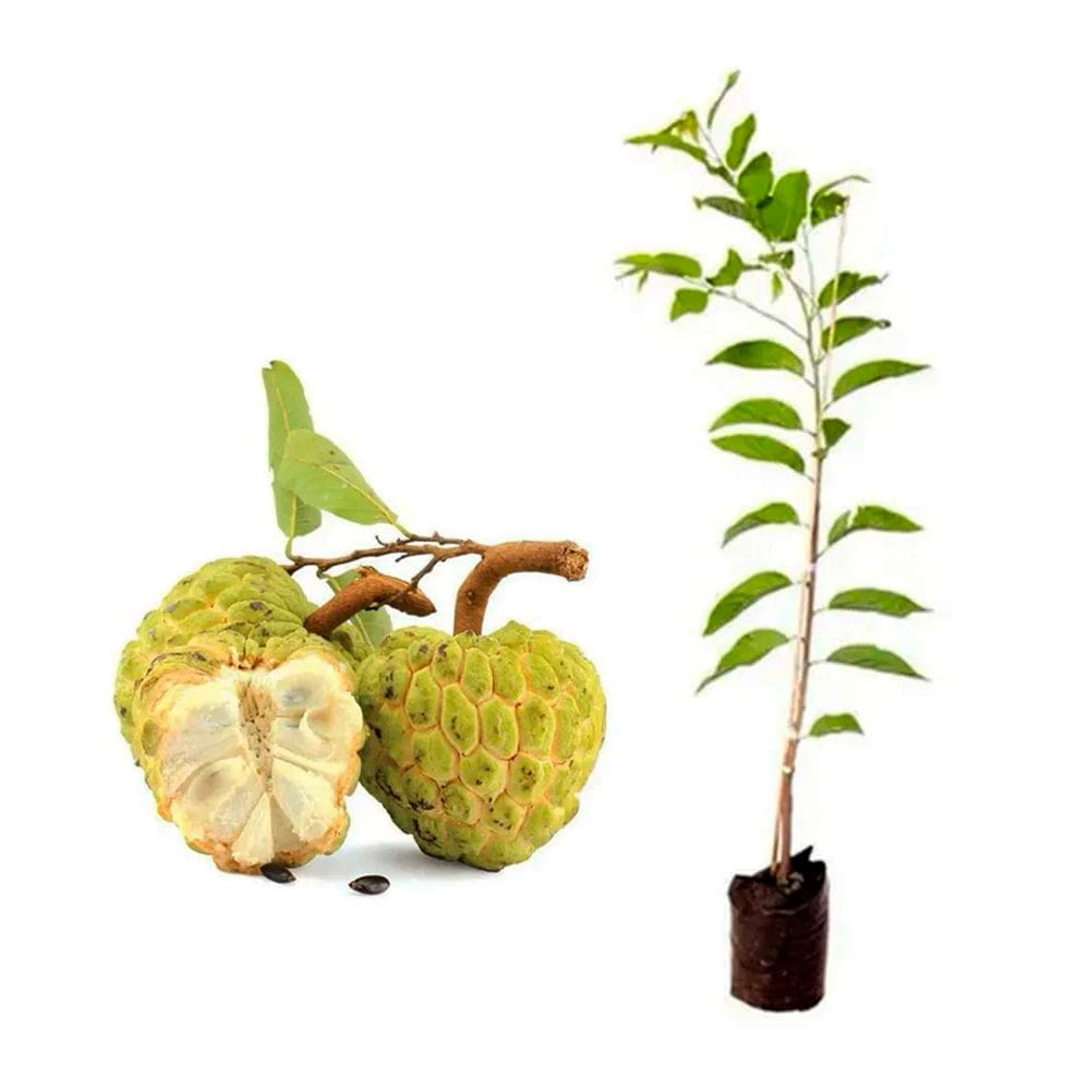 Muda de Pinha 20 a 40cm AMK - Plantas Online