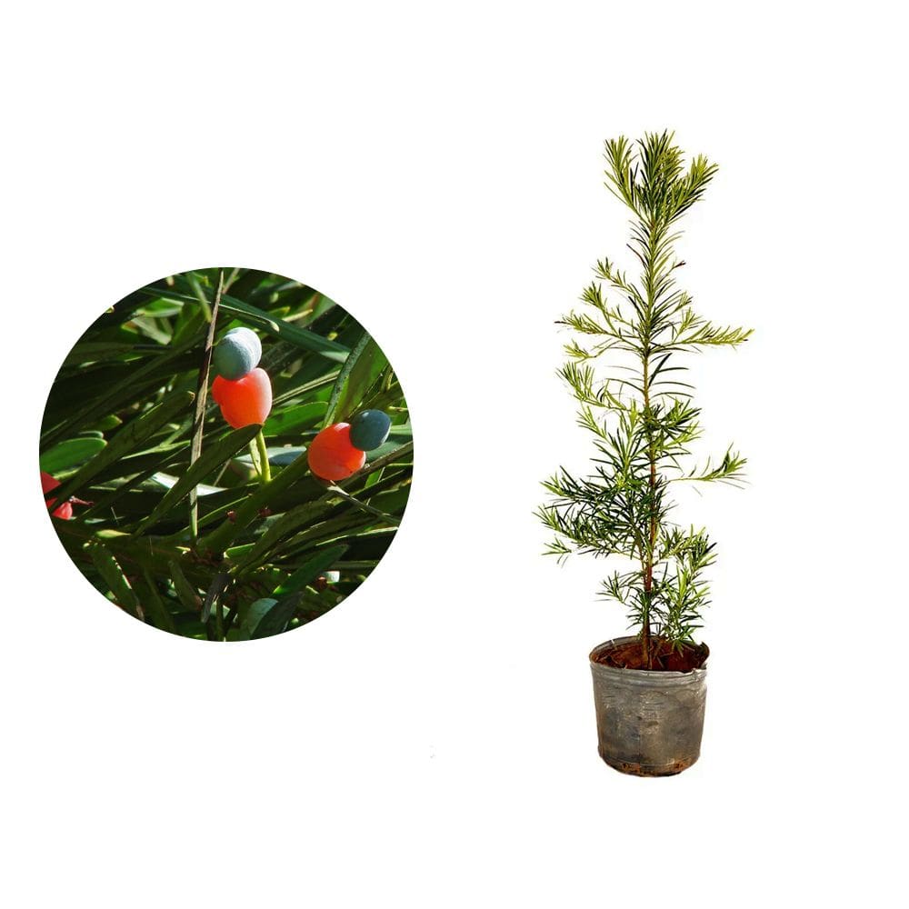 Muda de Podocarpo 20 a 40cm AMK - Plantas Online