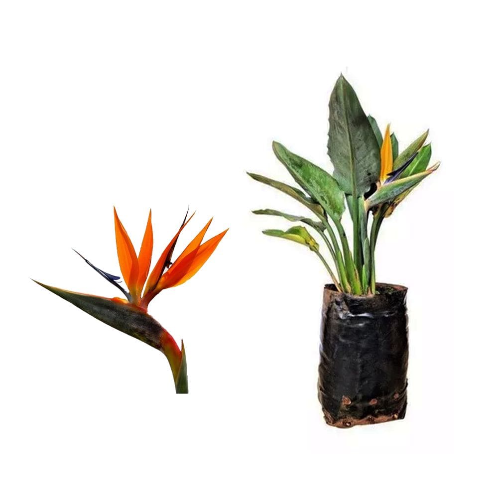 Muda de Strelitzia  20 a 40cm AMK - Plantas Online