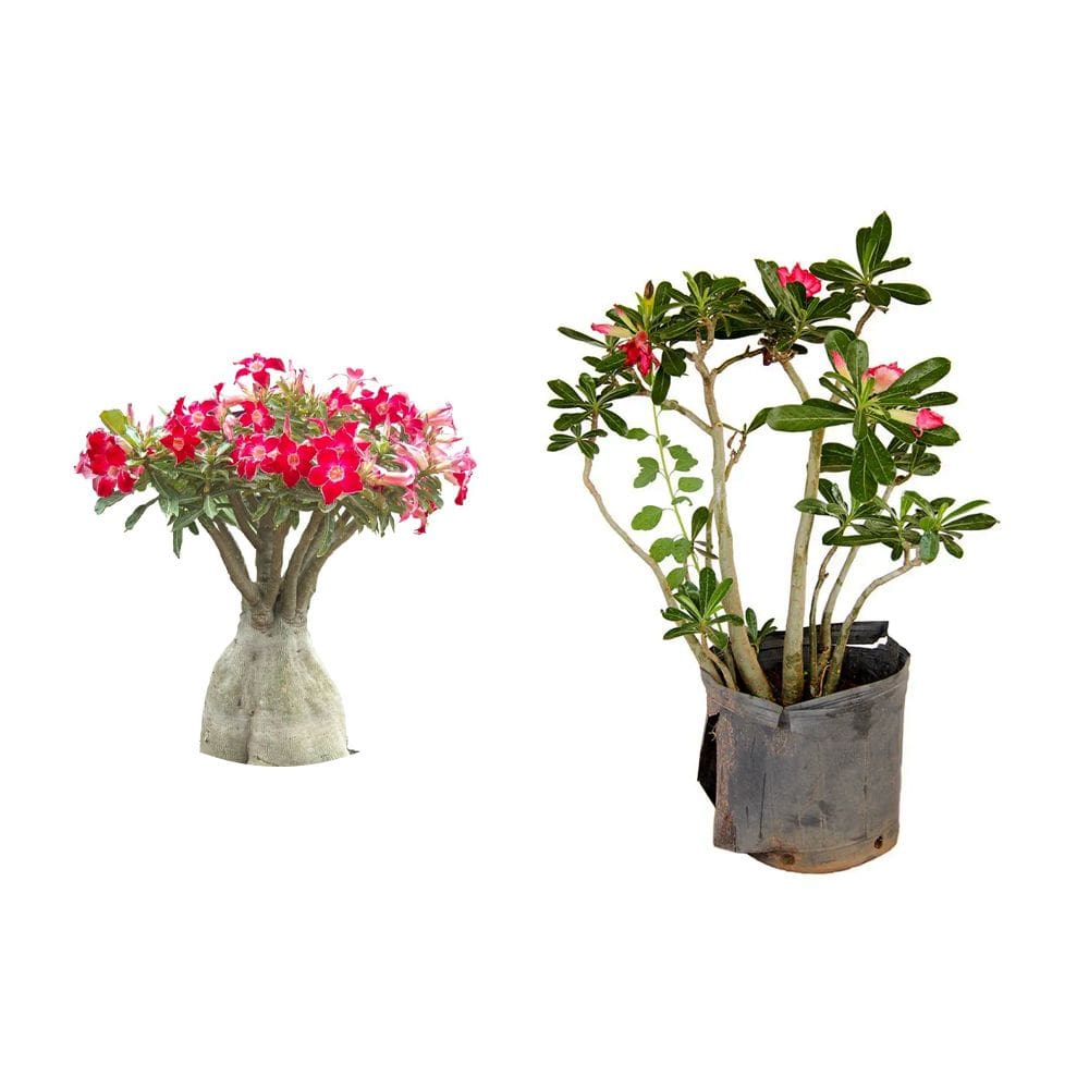 Muda de Rosa Do Deserto 20 a 40cm AMK - Plantas Online