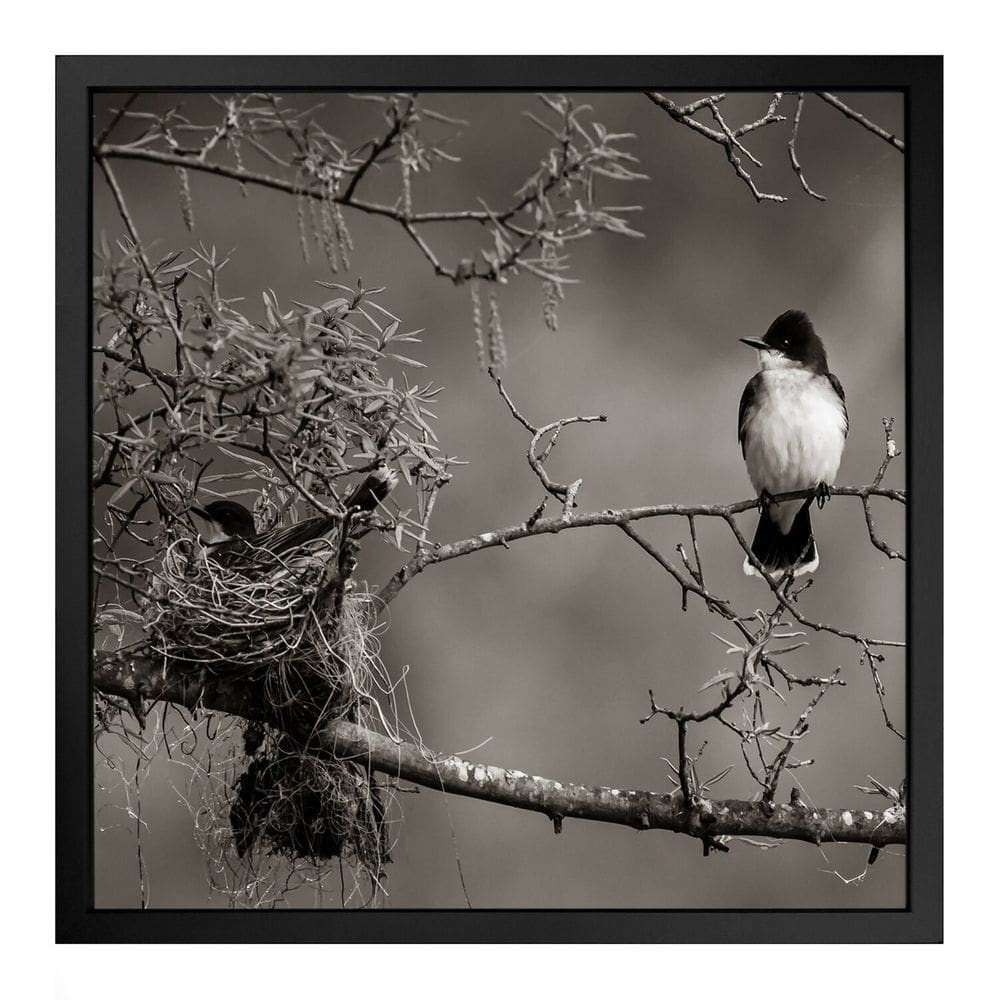 Quadro 50cm X 50cm Andorinha no Ninho Tropical Artes Preto