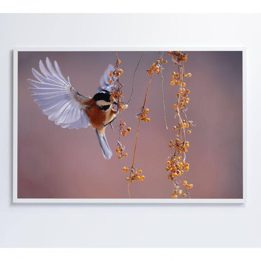 Quadro Beija Flor 90x60 Cm Adesivo Fotográfico