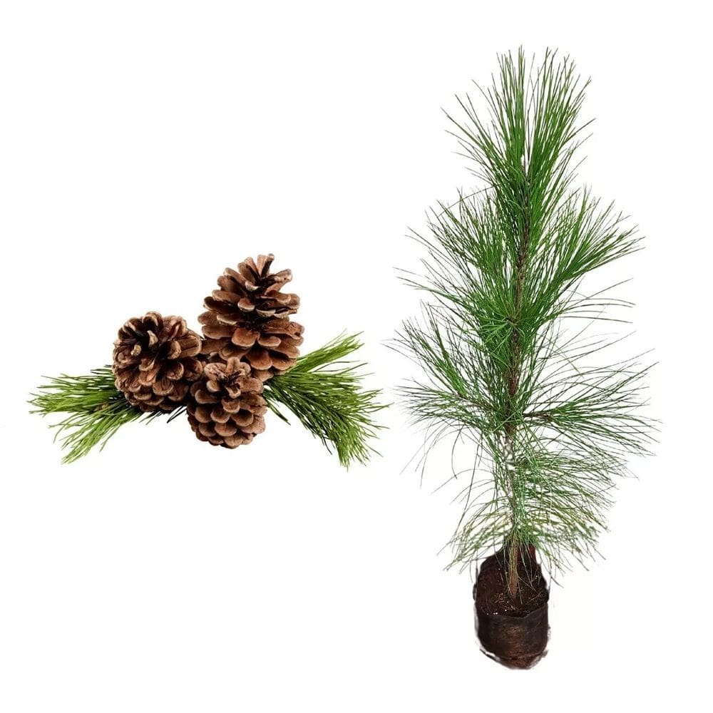 Muda de Pinus 20 a 40cm AMK - Plantas Online