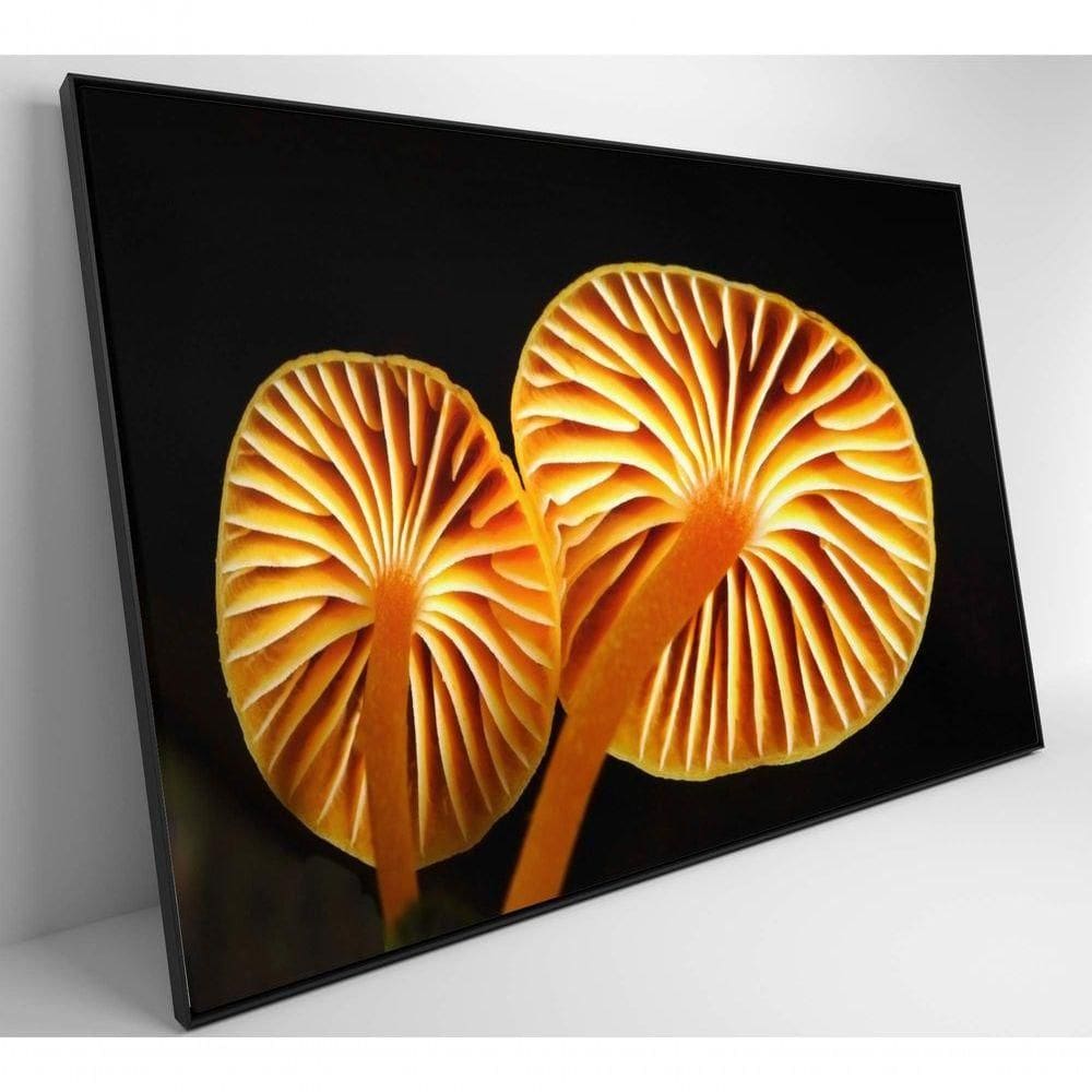 Quadro Cogumelo Da Amazônia Medidas 60x40 Cm Impressão Adesivo Fotográfico