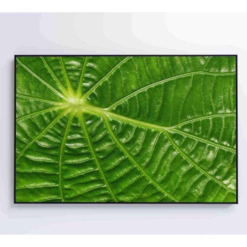 Quadro Folha Floresta Amazônica Medidas 60x40 Cm Impressão Adesivo Fotográfico