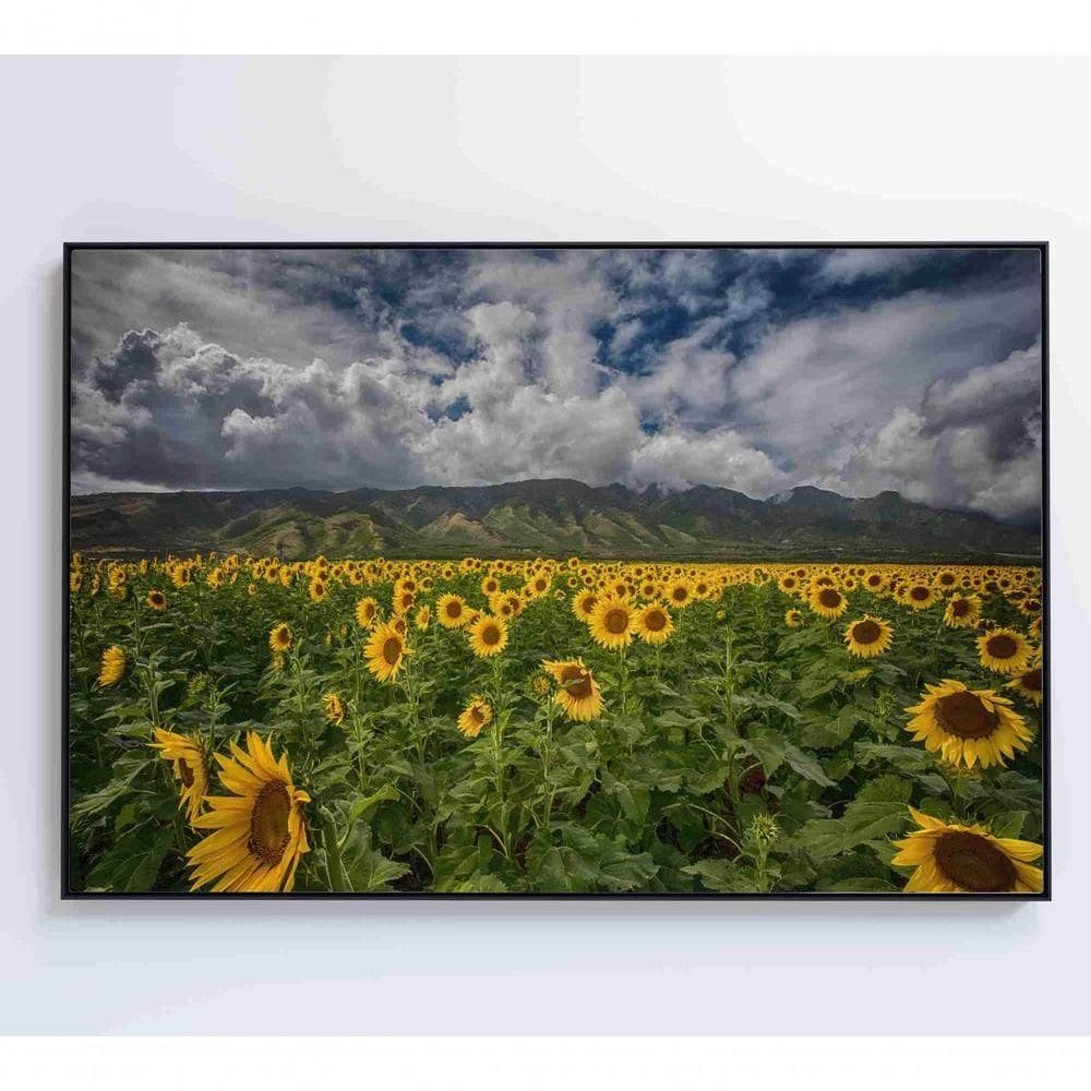 Quadro Campo De Girassóis Medidas 60x40 Cm Impressão Adesivo Fotográfico