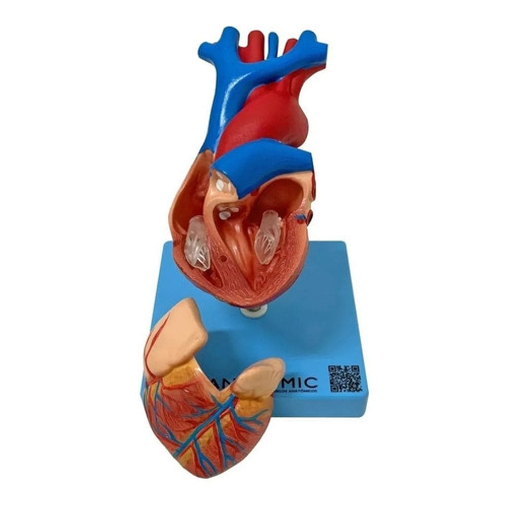 Coração Tamanho Real 2 Partes Estudo Anatomia Valvular Veias