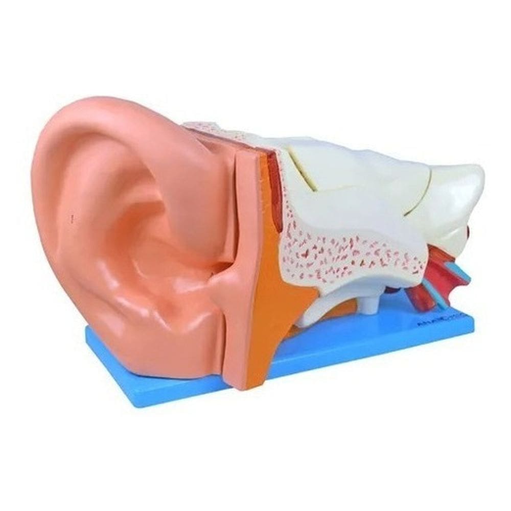 Ouvido Orelha Ampliado Em 6 Partes Modelo Anatômico Anatomic