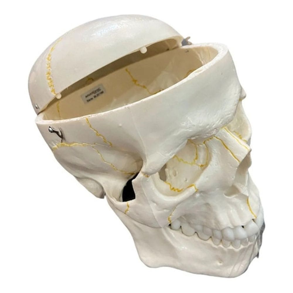 Crânio Anatômico Tamanho Natural Dividido 2 Partes Anatomic
