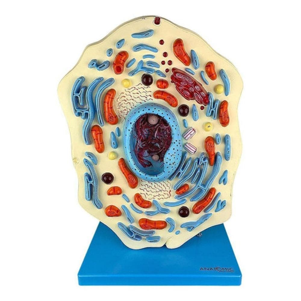 Célula Animal Zoom Em 20.000x Educativo Anatomico Estudo