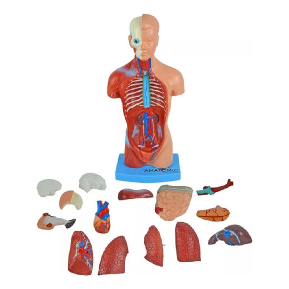 Torso Assexuado 28 Cm 15 Partes Modelo Anatômico Em Resina