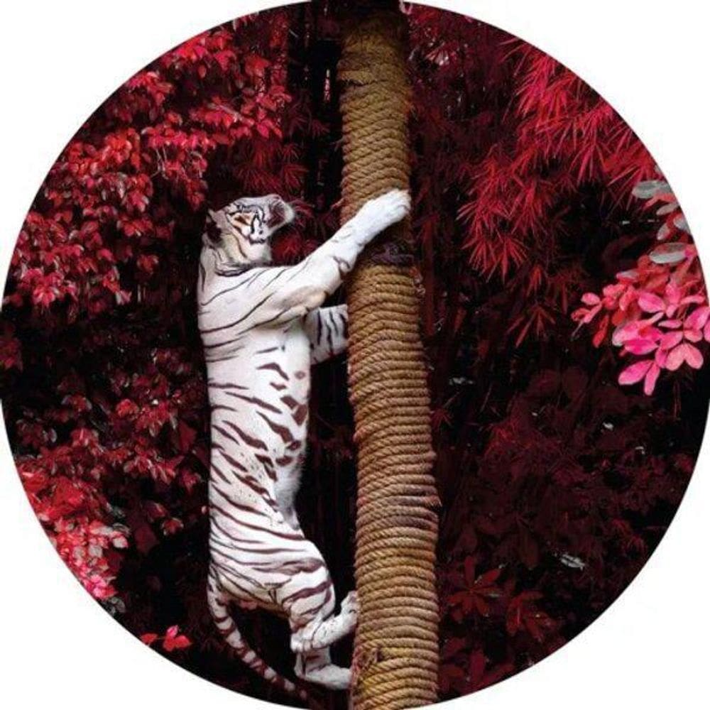 Capa De Estepe Ecosport Aircross Tigre Branco Floresta