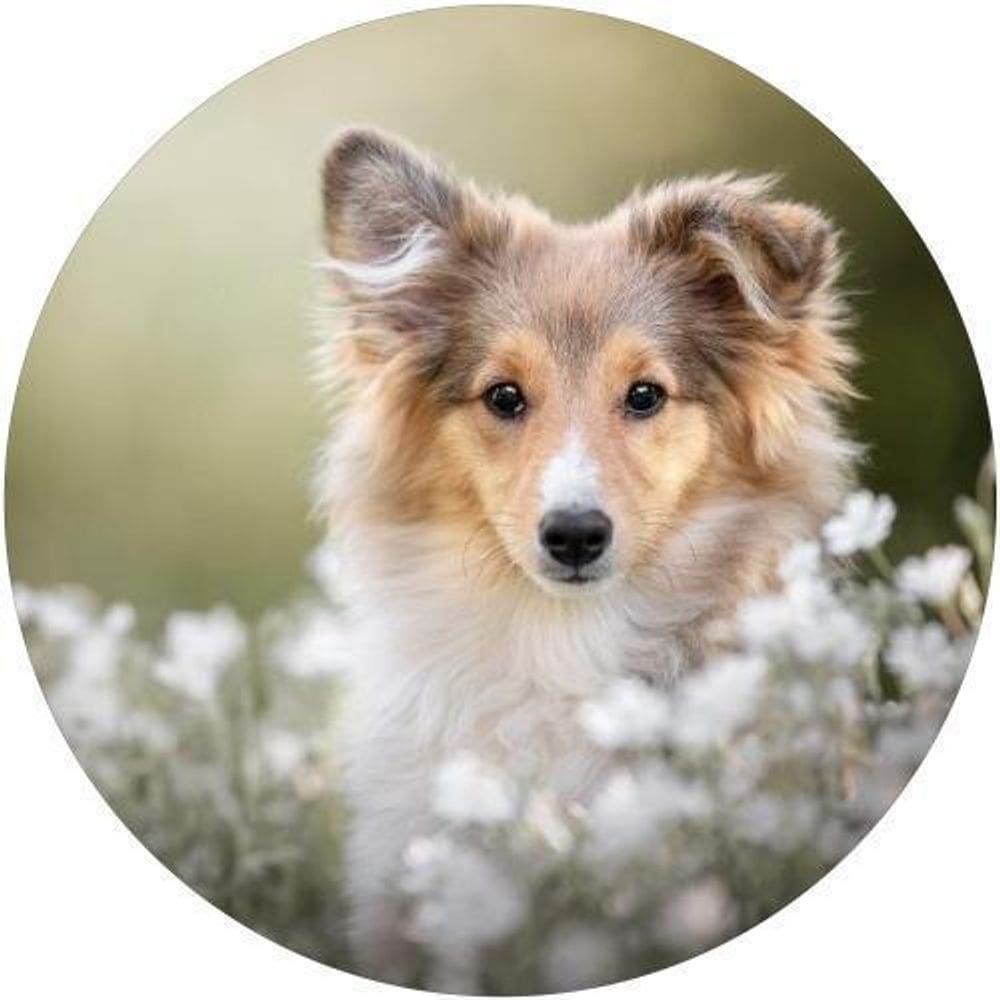 Capa De Estepe Ecosport Aircross Pastor De Shetland