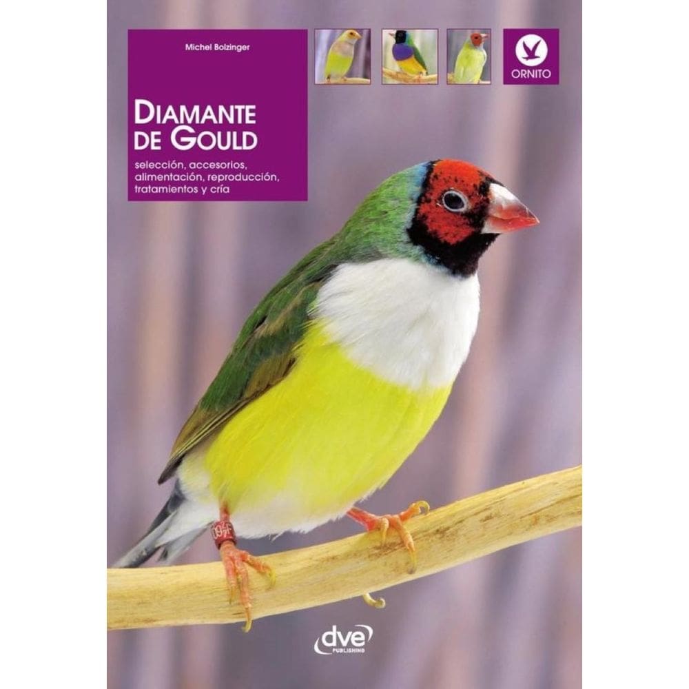 Diamante de gould  - Espanhol