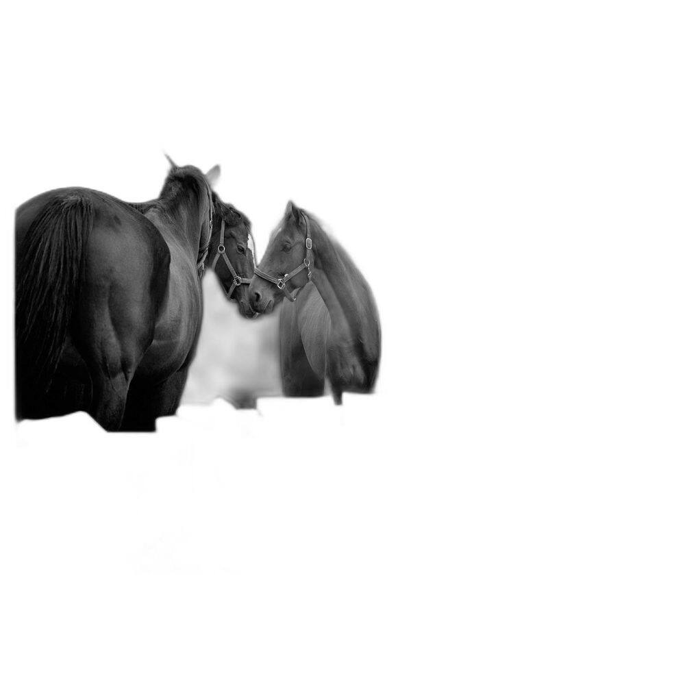 Papel De Parede Animais Casal Cavalos Fazenda 3,5M Anm345