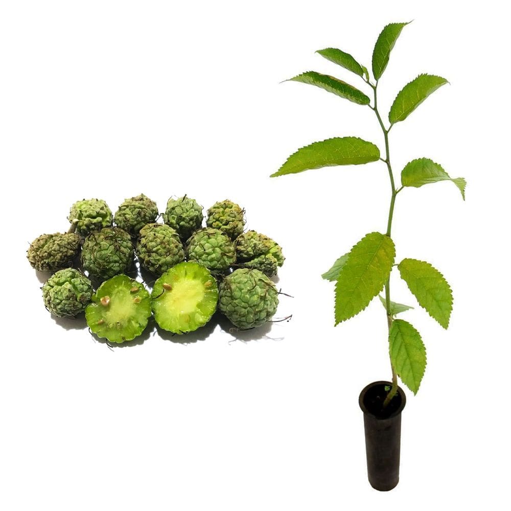 Muda de Taiúva 20 a 40cm AMK - Plantas Online