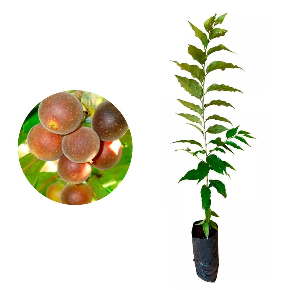 Muda de Dovyalis 20 a 40cm AMK - Plantas Online
