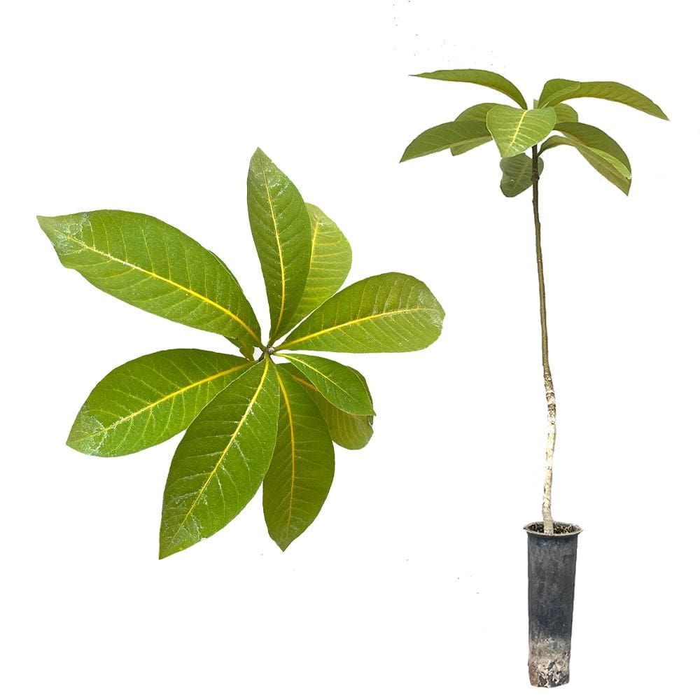 Muda de Peroba Vermelha 20 a 40cm AMK - Plantas Online