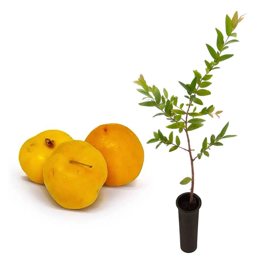 Muda de Uvaia 20 a 40cm AMK - Plantas Online