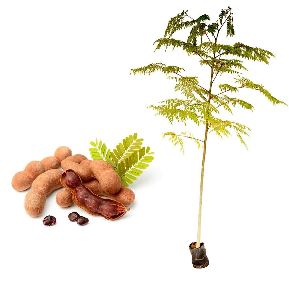 Muda de Tamarindo 20 a 40cm AMK - Plantas Online