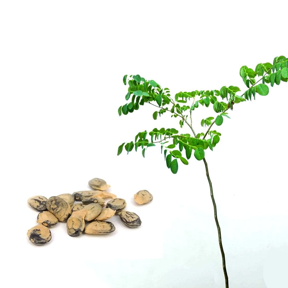 Muda de Imburana 20 a 40cm AMK - Plantas Online