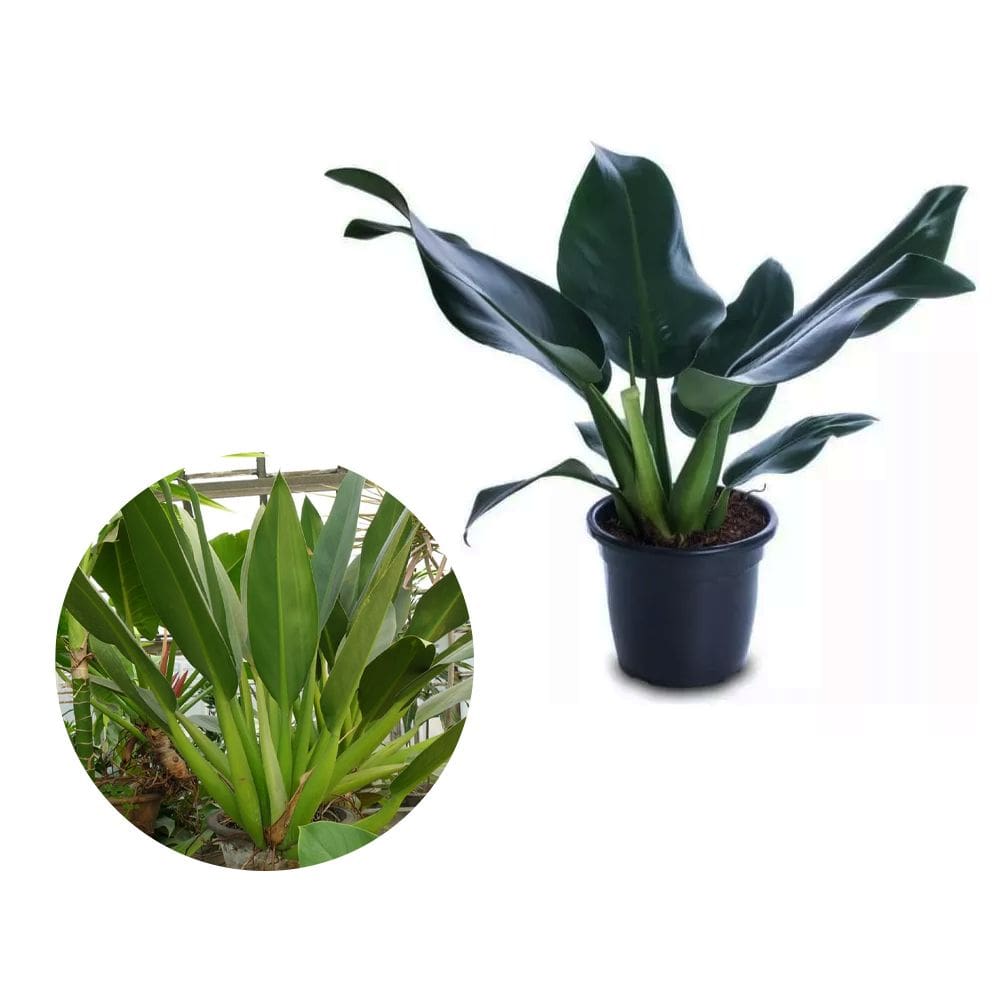 Muda de Pacova 20 a 40cm AMK - Plantas Online