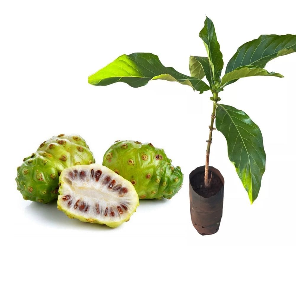 Muda de Noni 20 a 40cm AMK - Plantas Online