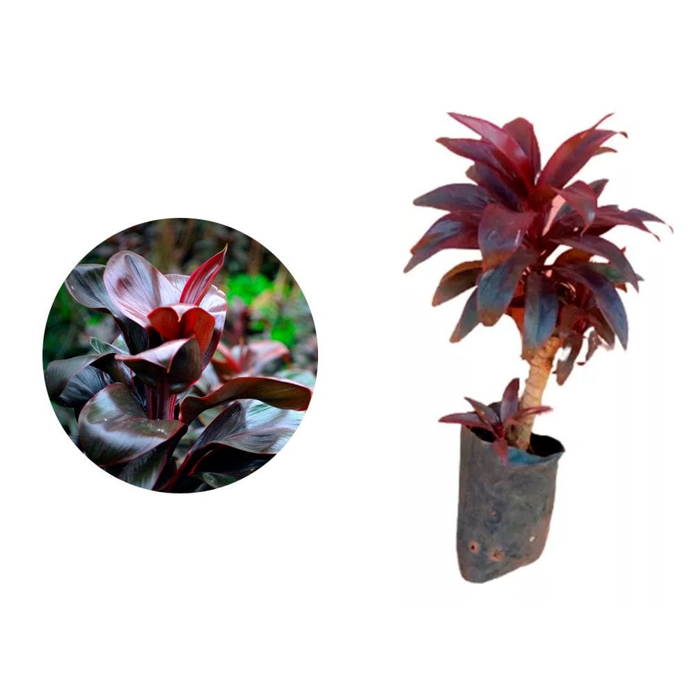 Muda de Dracena Baby Chocolate 20 a 40cm AMK - Plantas Online
