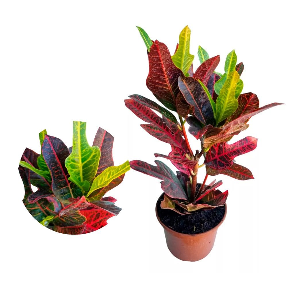 Muda de Cróton Pé De Galinha 20 a 40cm AMK - Plantas Online