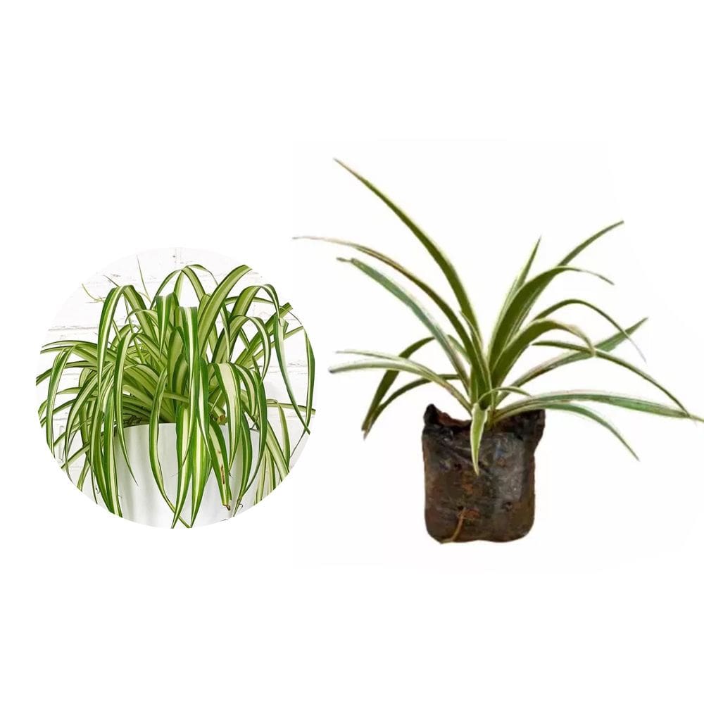 Muda de Clorofito 20 a 40cm AMK - Plantas Online