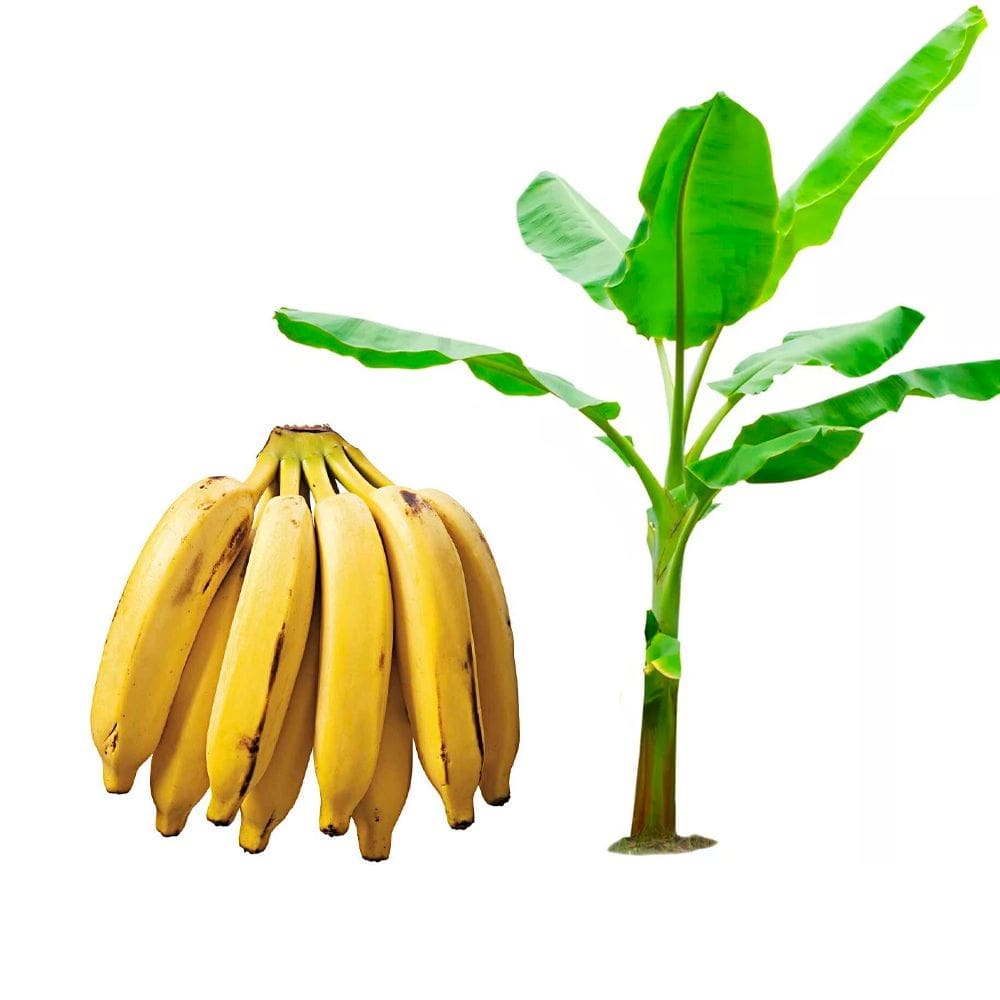 Muda de Banana Prata 20 a 40cm AMK - Plantas Online
