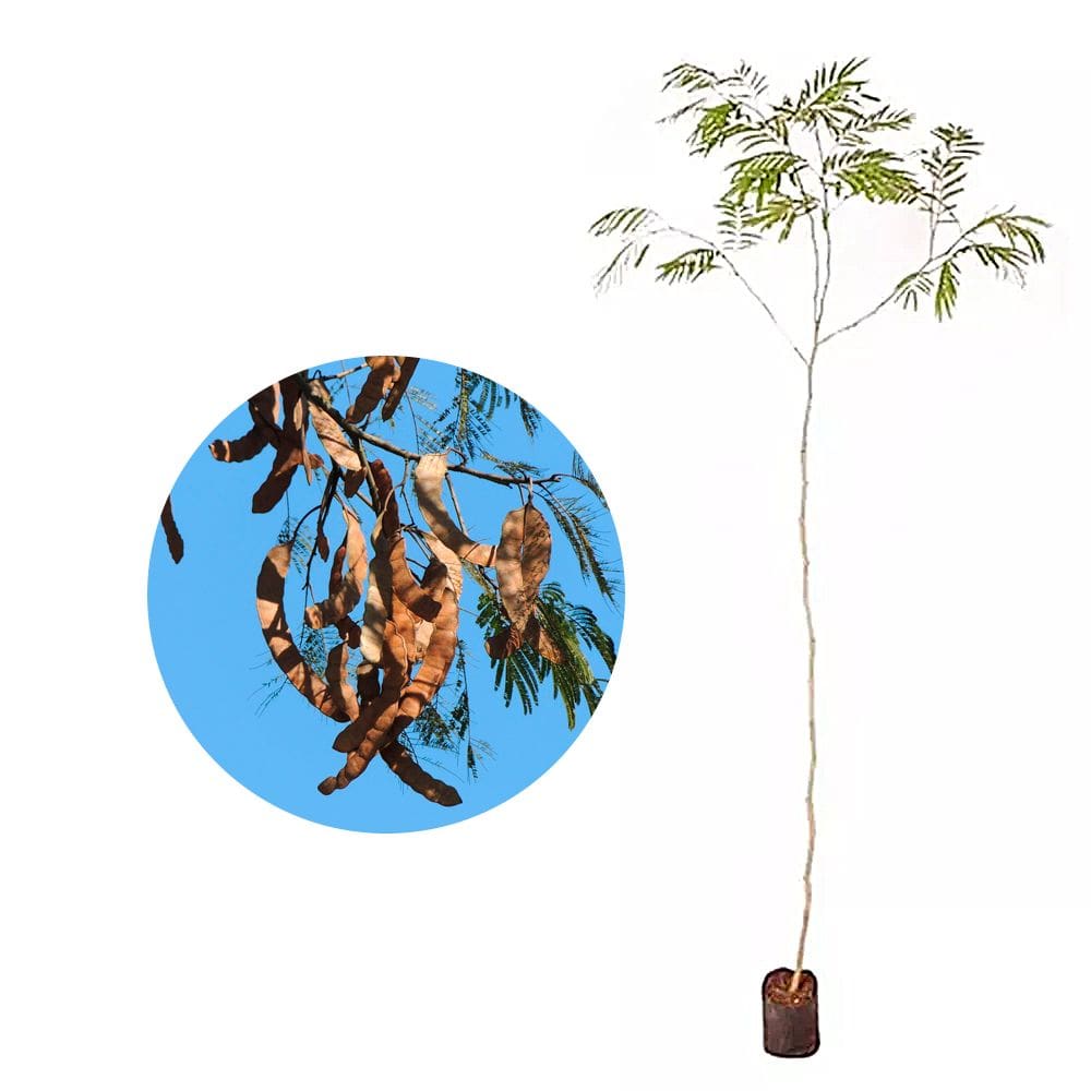 Muda de Angico do Cerrado 20 a 40cm AMK - Plantas Online