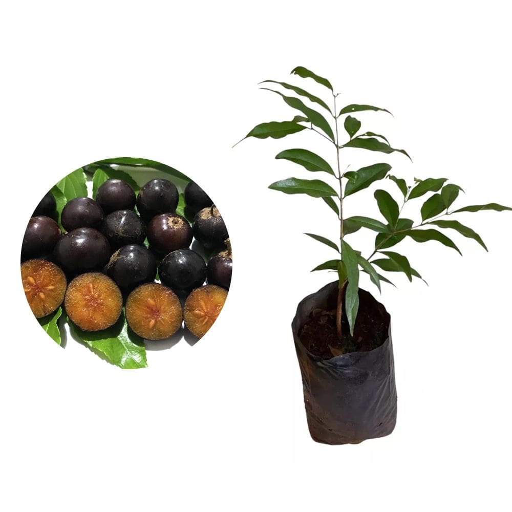 Muda de Cereja De Madagascar 20 a 40cm AMK - Plantas Online